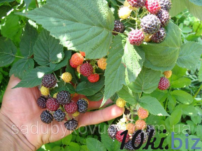 Ежемалина кумберленд. Ежевика кумберленд. Ежемалина (ежевика) логанберри. Ежевика кумберленд. Ежемалина кумберленд.