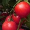 Каратос томат розовый 500 сем. компании Глобал сидз Семена и рассада овощных культур в Украине