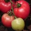 Каратос томат розовый 500 сем. компании Глобал сидз Семена и рассада овощных культур в Украине