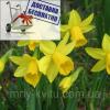 Луковичные растения Нарцисс миниатюрный Tete a Tete