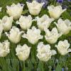Луковичные растения Тюльпан Daytona (бахр)