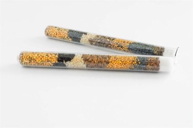 Фото Корм для муравьёв Корм для муравьев messor structor