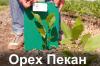  Пекан орех саженец сорт Columbian (однолетний) кария саджанці горіх карія Семена, саженцы и рассада плодово-ягодных культур в Украине