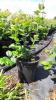  Трехлетние саженцы голубики в контейнере сорта "Чандлер" Семена, саженцы и рассада плодово-ягодных культур в Украине