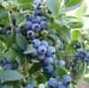  Трехлетние саженцы голубики в контейнере сорта "Эллиот" Семена, саженцы и рассада плодово-ягодных культур в Украине