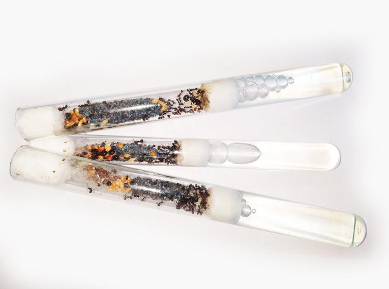 Фото Муравьи Колония Муравьев Мессор структор - Messor structor - степной муравей-жнец