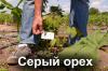 Саженцы серый орех, саджанці сірого горіха (Júglans cinérea)