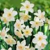 Луковичные растения Нарцисс миниатюрный Bell Song
