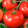 Томат "Прима"