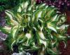 Саженцы ХОСТА Undulata Mediovariegata