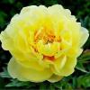 Саженцы Пион ИТО Yellow Heeven 1шт.
