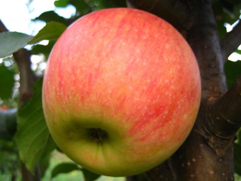 Сорт яблони пинова. Саженцы яблони пинова. Пинова сорт яблок. Яблоня сорта пинова. Яблоня сорта пинова.