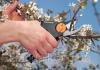  Плоскостной секатор Fiskars с силовым приводом (111520) Садовые ножницы, секаторы, ножи в Украине