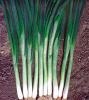 Cемена лука на перо Грин Баннер 100000 семян Seminis