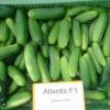 Атлантис огурец   20 сем.  Садыба Центр