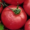 Зорина томат Ф1 100 сем. Наско