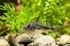 Сомик Коридорас Крапчатый  (Corydoras paleatus)