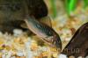 Сомик Коридорас золотистый (Corydoras aeneus)