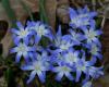 Chionodoxa Forbesii