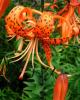 Луковицы ЛИЛИЯ Tigrinum Splendens