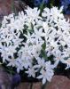 Chionodoxa Alba
