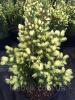  Ель канадская Daisy`s White (Picea glauca Daisy`s White) С5-7 Ели, сосны натуральные в Украине