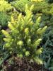  Ель канадская Daisy`s White (Picea glauca Daisy`s White) С5-7 Ели, сосны натуральные в Украине