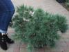  Сосна веймутова Блю Шег  Pinus strobus Blue Shag Ели, сосны натуральные в Украине