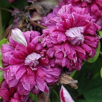 Клематис PURPUREA PLENA ELEGANS