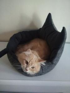 Фото  Спальное место для кота с подушкой 