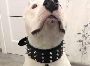 Фото  Кожаный ошейник  