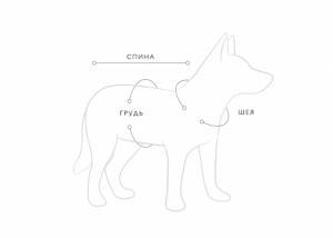 Фото  Шлейка для небольших пород собак 
