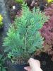  Кипарисовик лавсона Вайт Спот (Chamaecyparis lawsoniana White Spot) Саженцы декоративных деревьев и кустарников в Украине