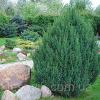 Можжевельник китайский Стрикта Juniperus chinensis Stricta