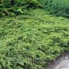  Можжевельник обыкновенный «Repanda»  Juniperus communis «Repanda» Саженцы декоративных деревьев и кустарников в Украине