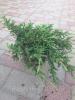  Можжевельник обыкновенный «Repanda»  Juniperus communis «Repanda» Саженцы декоративных деревьев и кустарников в Украине