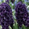 Луковичные растения Гиацинт Blue Saphire
