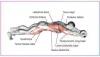  Гимнастическое спортивное фитнес колесо Double wheel Abs health abdomen round | Тренажер-ролик для мышц Тренажеры в Украине