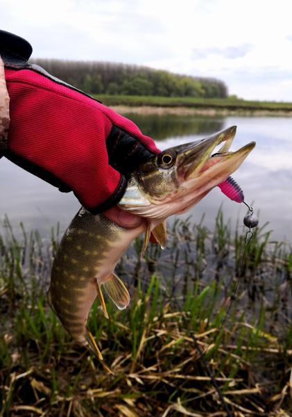 Фото  Силикон Select Fatfish 2.4