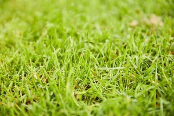 Удобрение для газонов Compo 2 кг (5283)